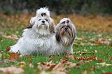 SHIH TZU 134